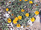 Asteriscus